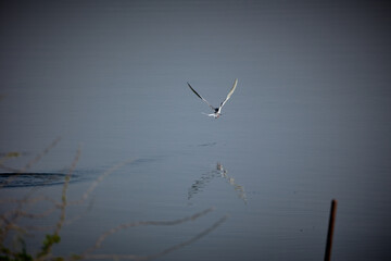 Bird flying in the lake behind shot