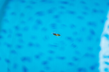 Wasp floating on the surface of a blue swimming pool, macro close-up