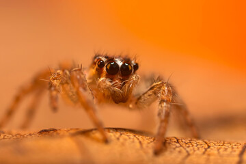 An aesthetically pleasing and impressive close-up photo of a spider. Spider species; Jumping spider. Natural background.