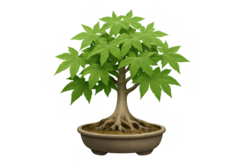Japanese maple bonsai tree growing in a pot, representing balance, nature, patience, and traditional eastern art culture