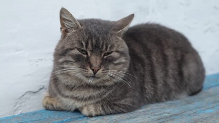 Cozy cat relaxing on a sunny day in the garden