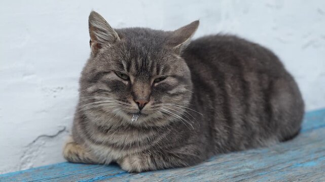 Cozy cat relaxing on a sunny day in the garden
