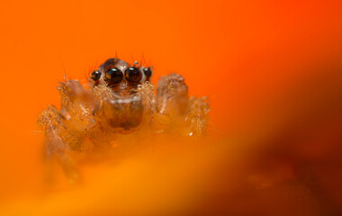 An aesthetically pleasing and impressive close-up photo of a spider. Spider species; Jumping spider. Natural background.