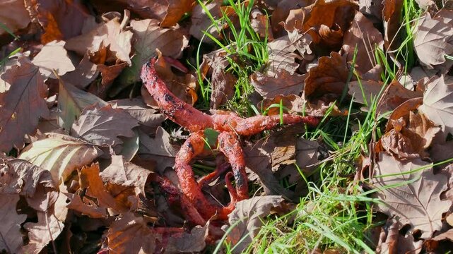 Devils Fingers Fungi in Leaf Litter