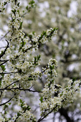 blossoming apple tree