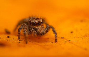 An aesthetically pleasing and impressive close-up photo of a spider. Spider species; Jumping spider. Natural background.