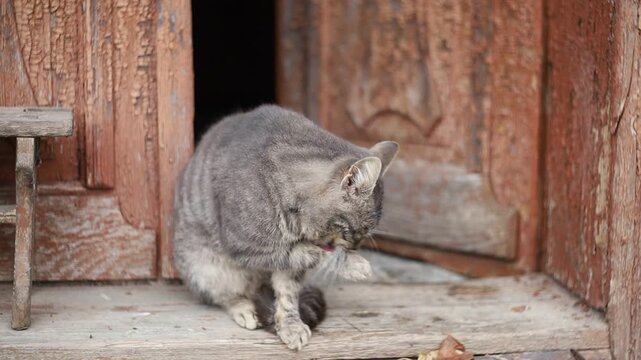 Curious cat explores the wooden doorframe at home