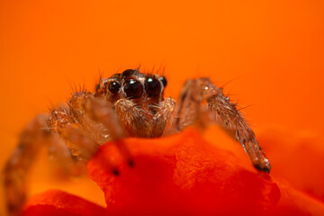 An aesthetically pleasing and impressive close-up photo of a spider. Spider species; Jumping spider. Natural background.