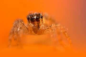 An aesthetically pleasing and impressive close-up photo of a spider. Spider species; Jumping spider. Natural background.