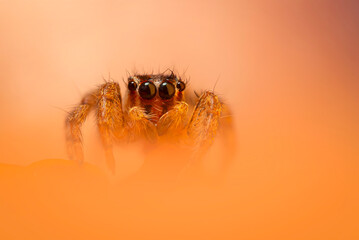 An aesthetically pleasing and impressive close-up photo of a spider. Spider species; Jumping spider. Natural background.