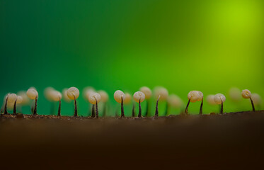 Slime molds. The smallest mushrooms in the world. Mysterious creatures of nature. Nature background. 