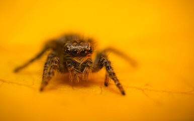 An aesthetically pleasing and impressive close-up photo of a spider. Spider species; Jumping spider. Natural background.
