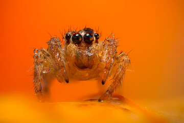 An aesthetically pleasing and impressive close-up photo of a spider. Spider species; Jumping spider. Natural background.