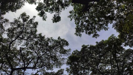 Tall pine trees reach the blue sky with clouds and bright green foliage.