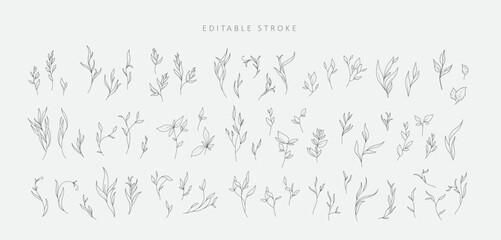 Set of detailed varios elegant branch with editable stroke. Hand drawn vector illustration, botanical elements for invitation, save the date
