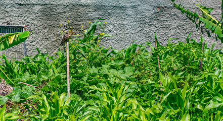 pássaro de Florianópolis