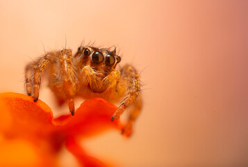 An aesthetically pleasing and impressive close-up photo of a spider. Spider species; Jumping spider. Natural background.