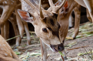 Spotted deer (chital/axis deer) stag with antlers feeding, surrounded by the legs of its herd.