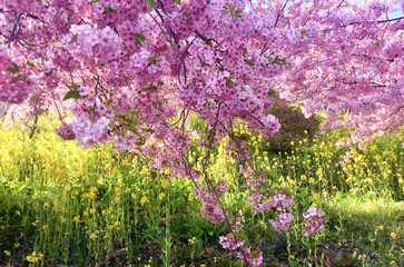 Obraz premium 日本の桜と菜の花のある風景