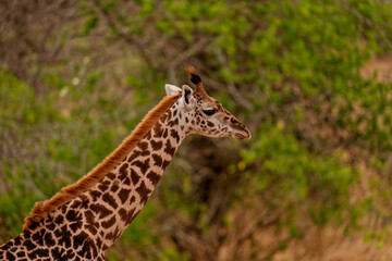 Obraz premium Close-up profile of a giraffe in green woodland savanna, Tarangire National Park, Tanzania, East Africa.