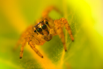 An aesthetically pleasing and impressive close-up photo of a spider. Spider species; Jumping spider. Natural background.