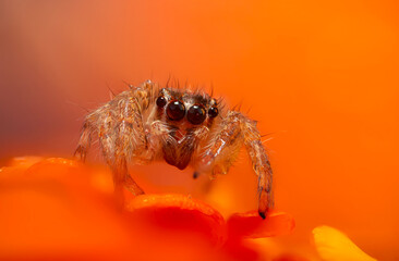 An aesthetically pleasing and impressive close-up photo of a spider. Spider species; Jumping spider. Natural background.
