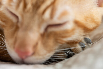 Sleeping cat on paw with protective cover