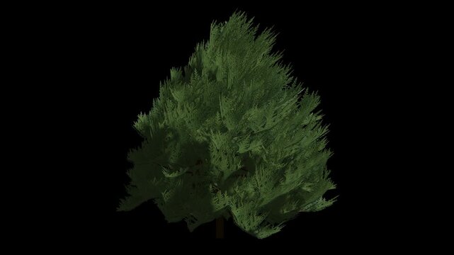 Wind chamaecyparis lawsoniana tree Animation with Transparent Background. Alpha Channel