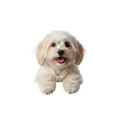 Obraz premium Transparent background dog expression carrying transparent paper looking at camera for unique and interesting commercial advertising