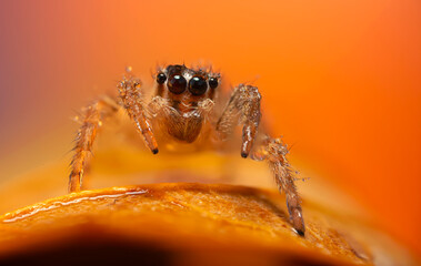An aesthetically pleasing and impressive close-up photo of a spider. Spider species; Jumping spider. Natural background.