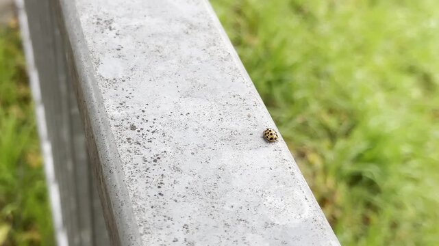Close-up of ladybugs crawling on a railing, camera zooms in to capture details of movement