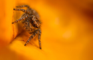 An aesthetically pleasing and impressive close-up photo of a spider. Spider species; Jumping spider. Natural background.