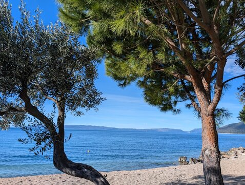 Cees - Kovacine Beach