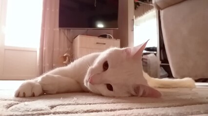 White cat lounging on a soft rug, camera pans to reveal relaxed posture and cozy ambiance