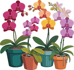 Set of Colorful Potted Phalaenopsis Orchid Flowers Vector Illustration Isolated on White Background | Magenta, Yellow, Pink Exotic Tropical Houseplants Art Collection for Home Decor