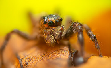 An aesthetically pleasing and impressive close-up photo of a spider. Spider species; Jumping spider. Natural background.