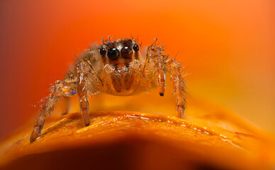 An aesthetically pleasing and impressive close-up photo of a spider. Spider species; Jumping spider. Natural background.