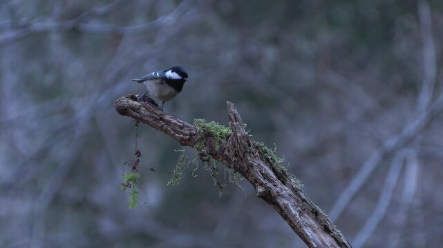 blackberry alone against winter, cincia mora (Periparus ater)