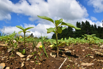 Sunflower sprouts in the spring, Sainte-Apolline, Québec, Cannada