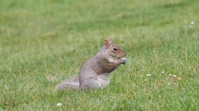Squirrel eats walnuts in Monza park, Lombardy, Italy
