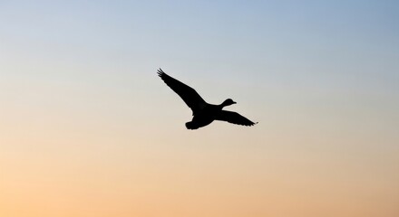 Naklejka premium Silhouette of a bird in flight against a gradient sky at sunset.