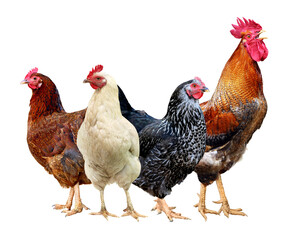 Brown Black hen Chicken on farm, shooting outdoors. Rustic theme.