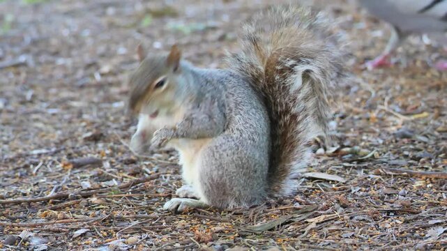 Squirrel eats walnuts in Monza park, Lombardy, Italy