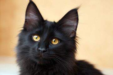 A fluffy black cat with bright yellow eyes posing against a warm neutral background