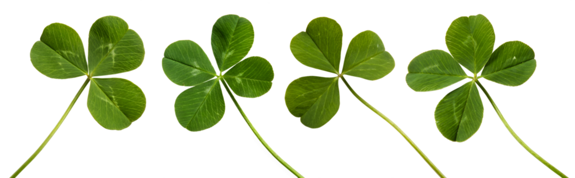A collection of four green clover leaves is displayed in a row. Each leaf has a distinct shape and vibrant color, highlighting their lush nature and intricate details. - Powered by Adobe