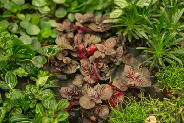 variety of small indoor foliage plants grouped tightly together in a greenhouse, lush green and dark red leaves, concept of horticulture, botany, interior design, plant nursery