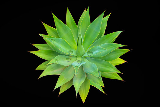 Water droplets accumulated on the leaves of a cactus - Agave cactus plant green tone color natural isolated white abstract pattern background - Agave attenuata, Fox Tail Agave Plant Isolated on black - Powered by Adobe