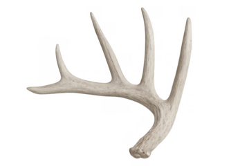 Deer antler shedding horn, natural bone growth, animal part, wildlife nature element, transparent background