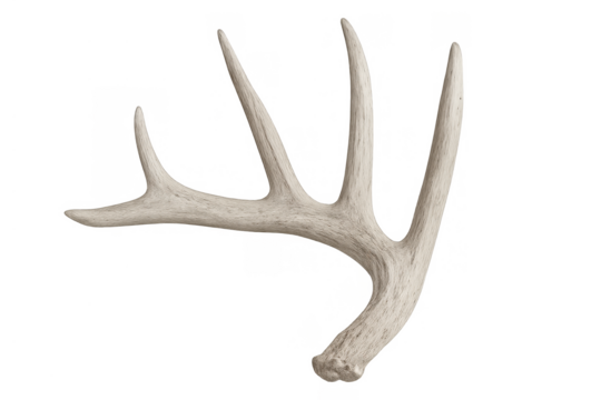 Deer antler shedding horn, natural bone growth, animal part, wildlife nature element, transparent background