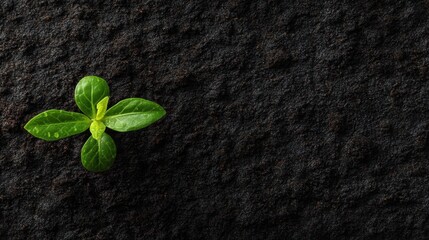 Young green plant sprout growing from dark soil. Concept of new life, growth, nature, fresh start, and environmental awareness for Earth Day.